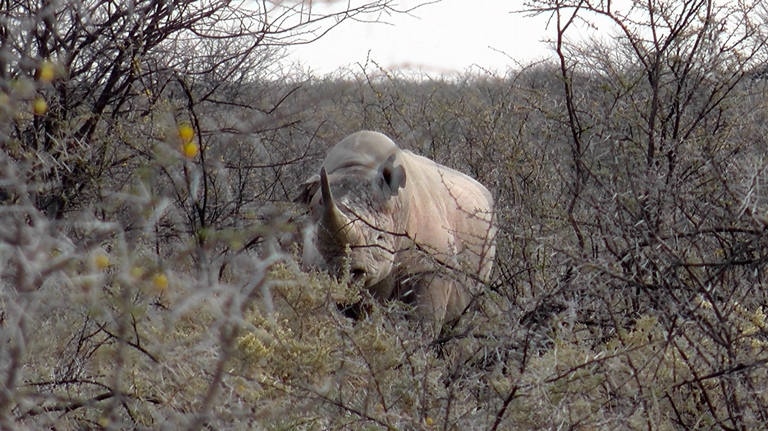 Nashorn